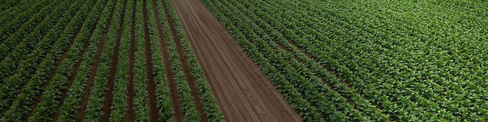 Tobacco Fields Teleos Ag Tobacco Fields
