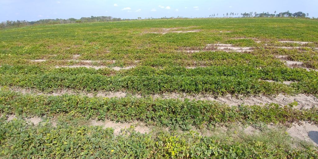 Example of patchy nematode damage in field