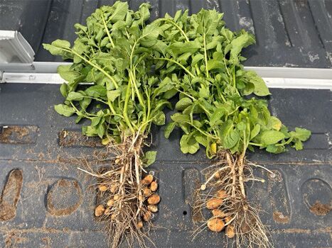 Untreated vs. Treated Potato