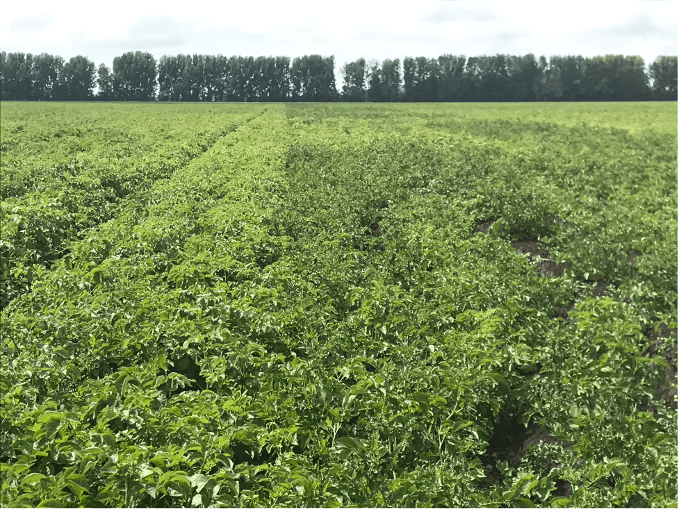 treated potato crops