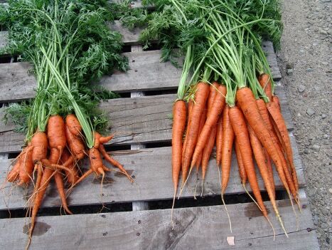 carrots untreated and treated