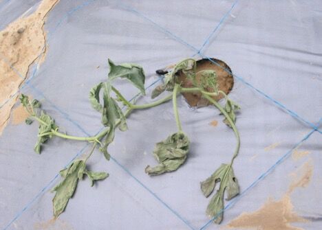 Example of fusarium wilt. Note the the dull gray wilting of infected leaves.
Photo by Cheng-Fang Hong
