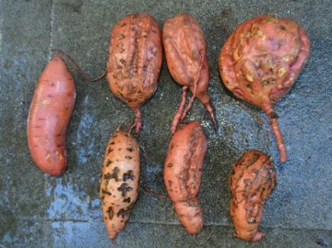 NEMATODE DAMAGE