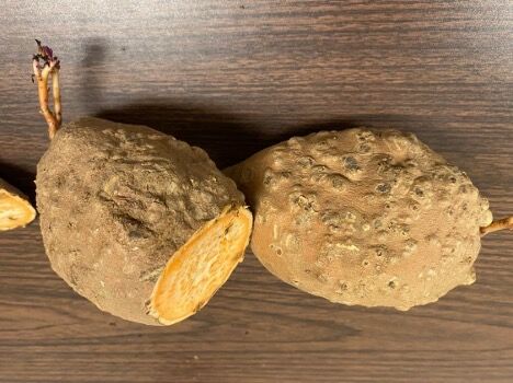 Examples of nematode damage in sweetpotatoes.