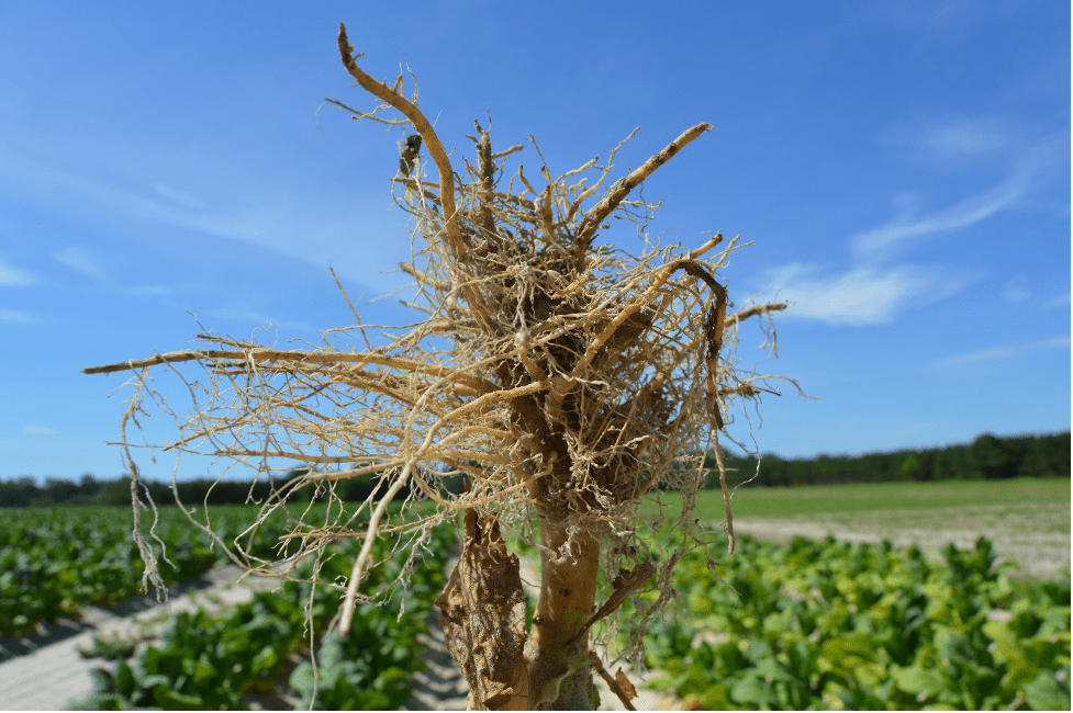 Guava Root Knot damage on tobacco root