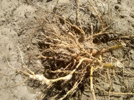 Examples of nematode damage in tobacco