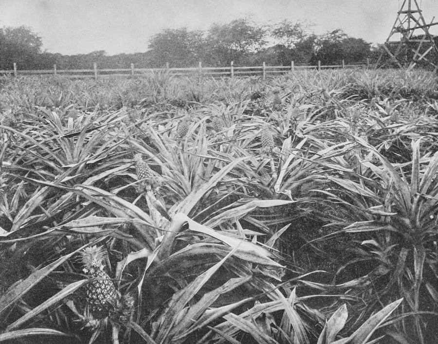 Pineapple field in Hawaii, where TELONE's founding research began